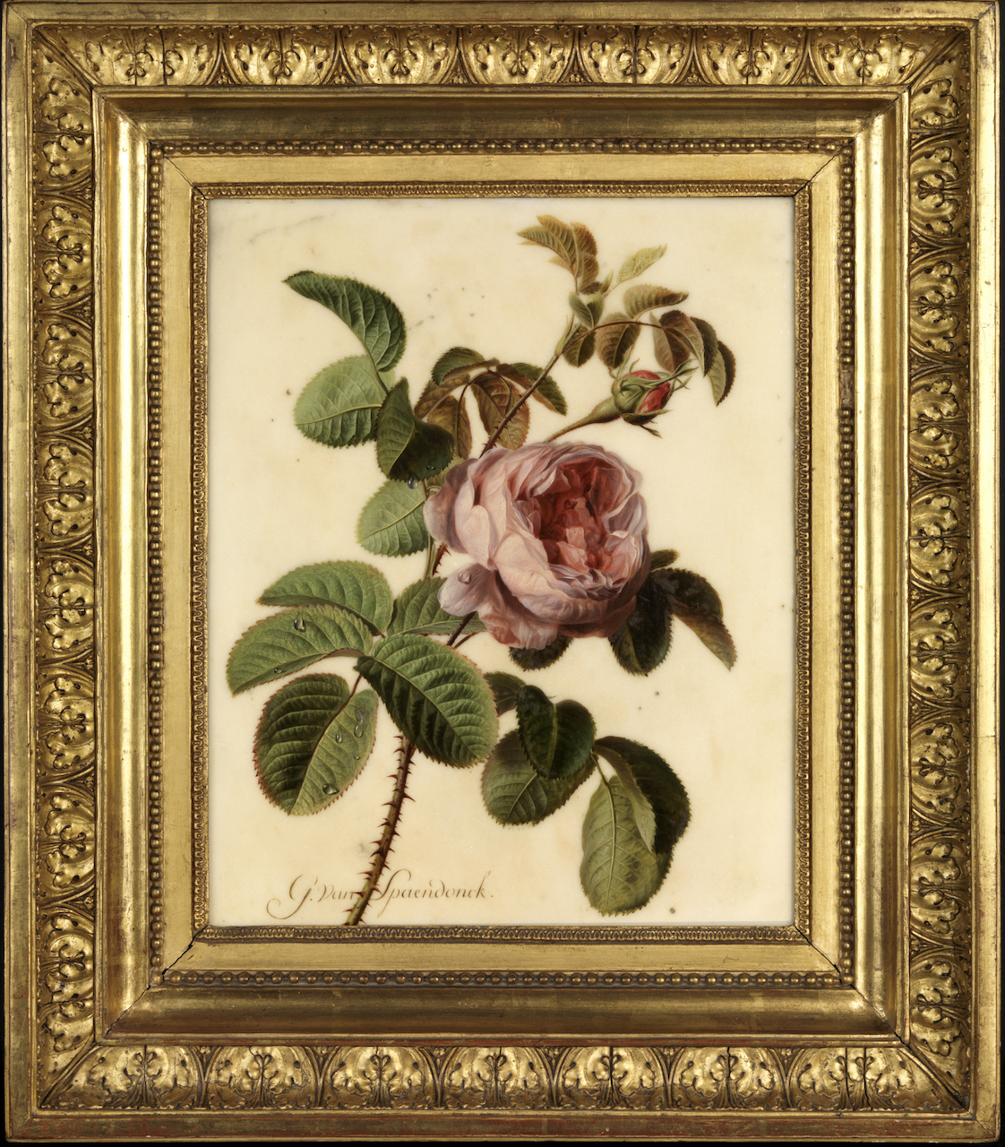 gerard van spaendonck rosa centifolia op wit marmer